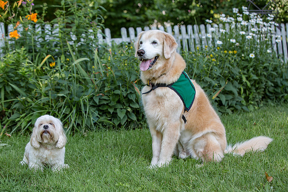 Therapy Dog, Cody