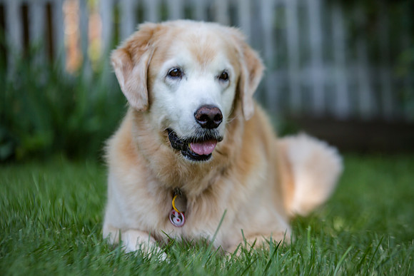 Therapy Dog,